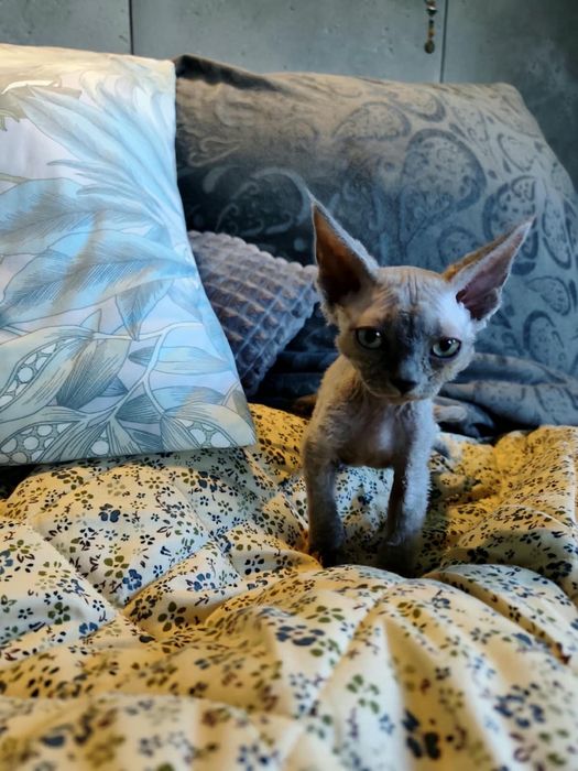 Kotka Devon Rex