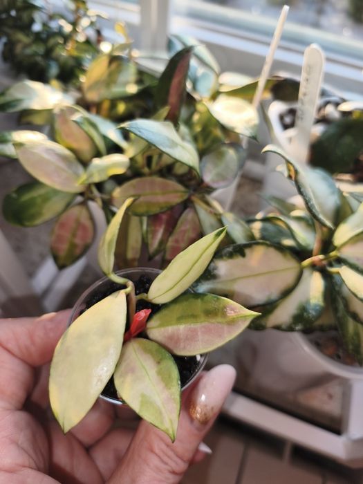 Hoya Walliniana Variegata