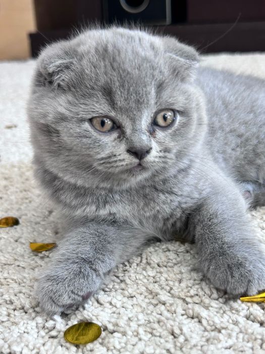 Gatinho Scottish Fold azul