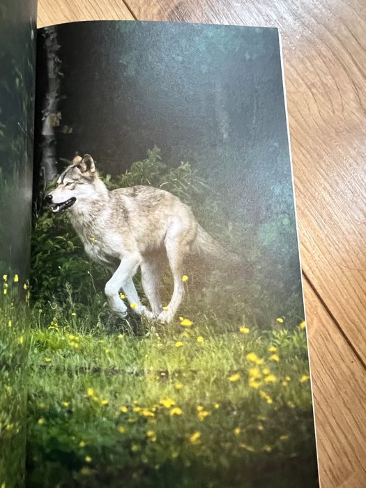 Wilk lew i ja książka