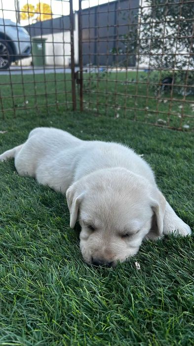 Cachorro Labrador com LOP