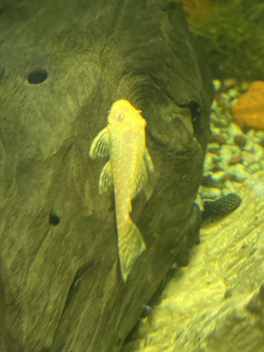 Ancitrus albino glonojad zbrojnik zloty i czarny narybek