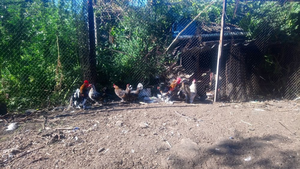 Кури карликові..