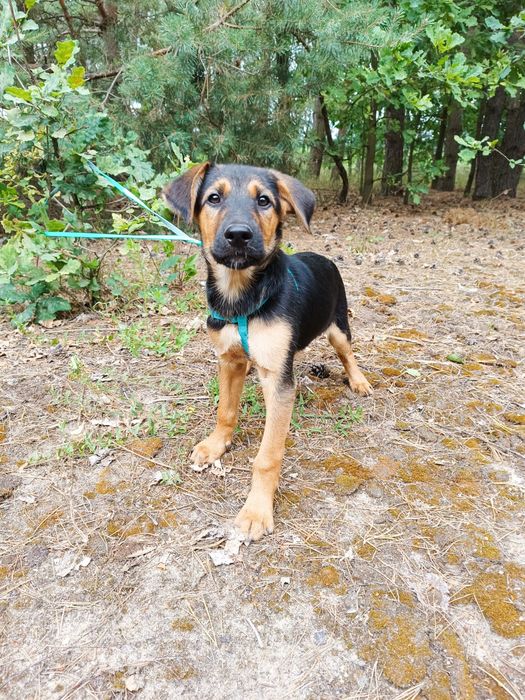 Maluszek do adopcji  mama waży  9 kg