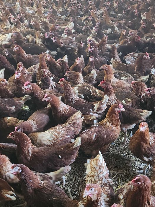 Kury nioski mode Rosa z wolnego wybiegu. Dominant z jajkiem. Dowóz.