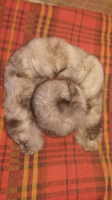 Czapka i kołnierz ze srebrnego lisa (futro)