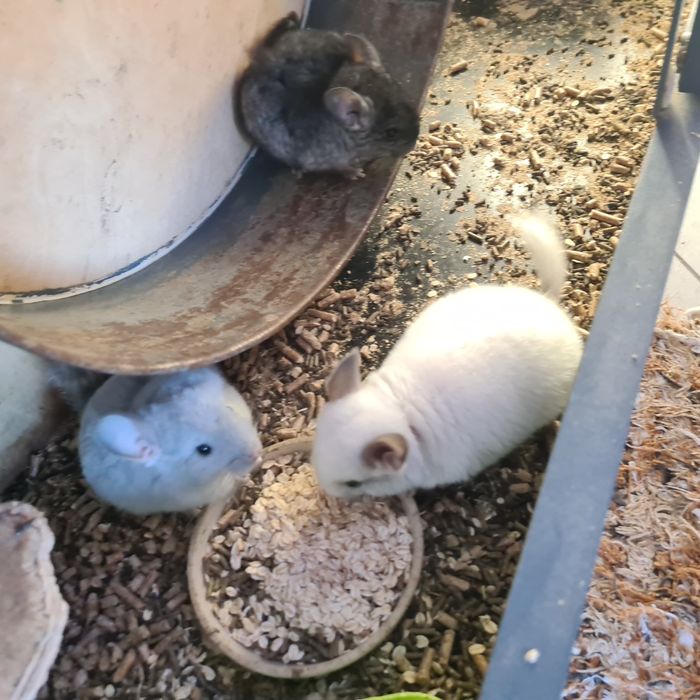 Szynszyle różne kolory