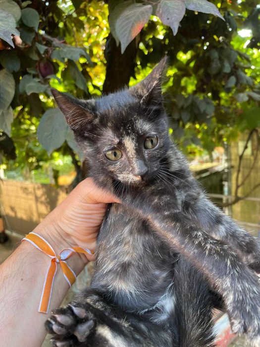 Gatinha procura novo lar - para adoção responsável