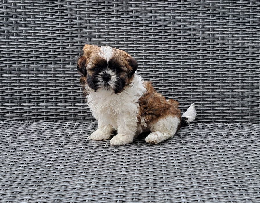 Shih tzu   suczka  mała