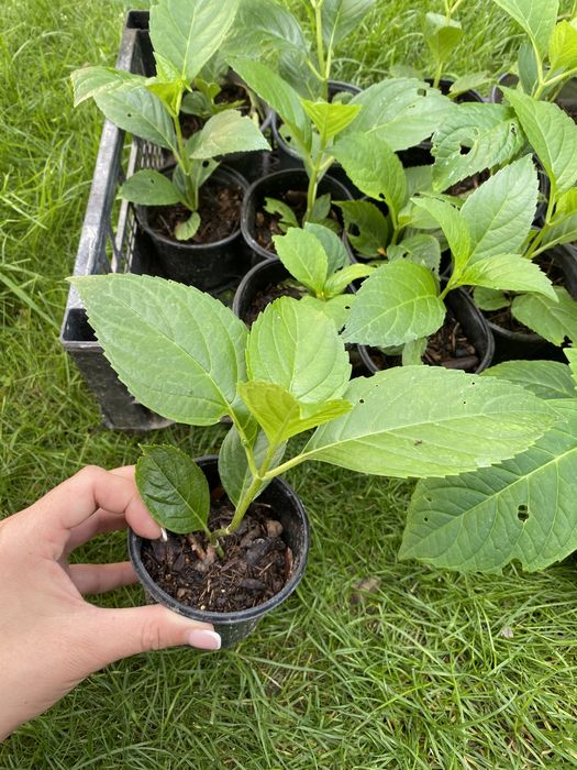 Гортензія широколиста