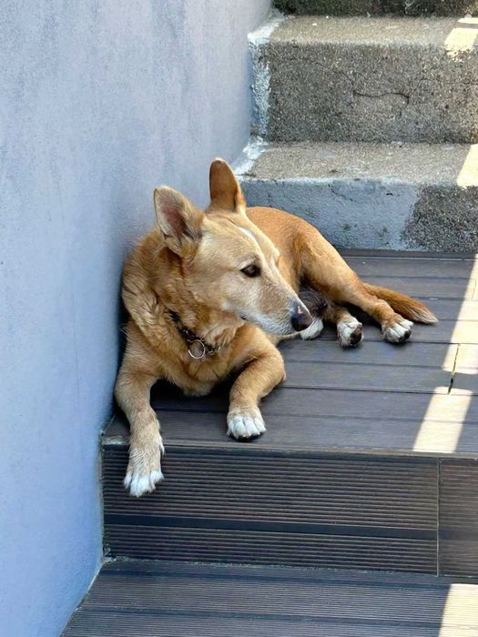 Deco para adoção responsável