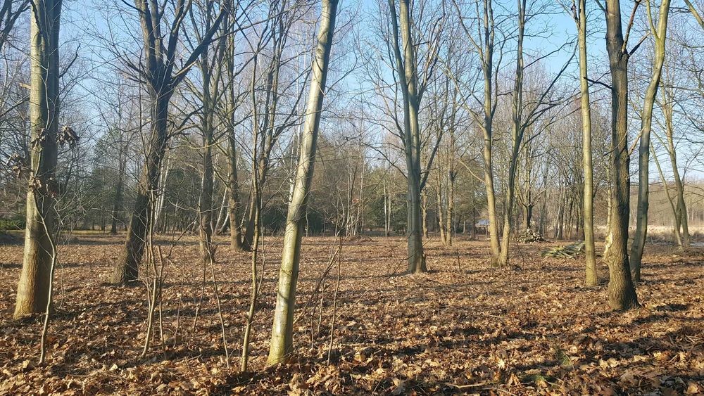 Piękna Działka rekreacyjna 4900 m² w Głoskowie k. Warszawy, bezpośrednio - Widok 5
