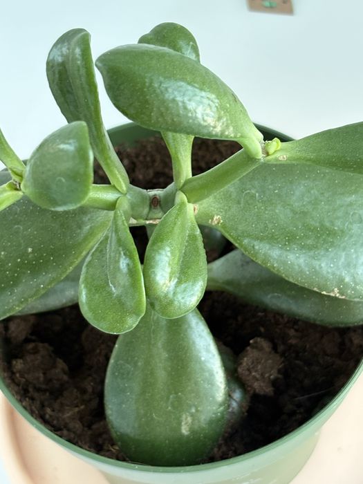 грошове дерево (Crassula ovata) – великі та маленькі саджанці!