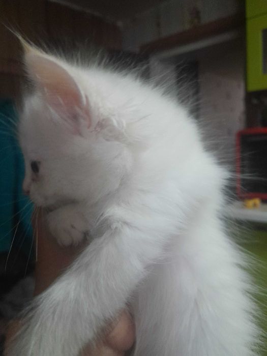 Котята бесплатно.