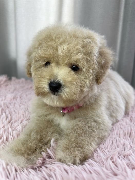 Ніжна красуня Пушончик (Той пудель/Бішон Фрізе)