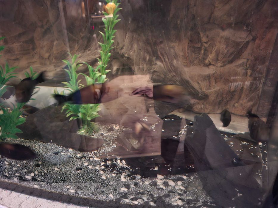 Tropheus black bulu