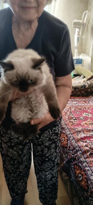 Персидський котенок девочка
