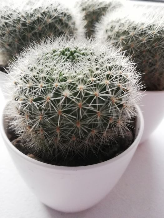 кактус ребуція (червона)