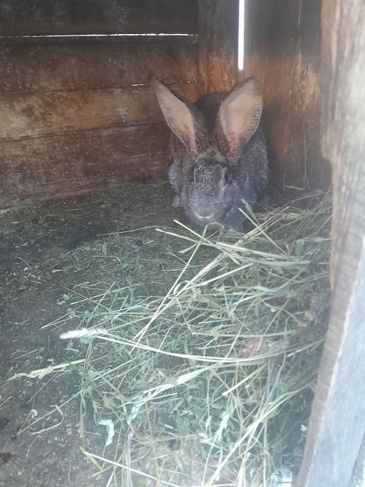 Продам,або обміняю кролів