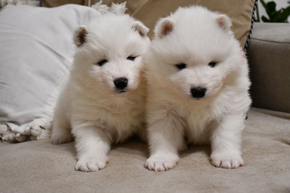 Samoyed szczeniak suczka