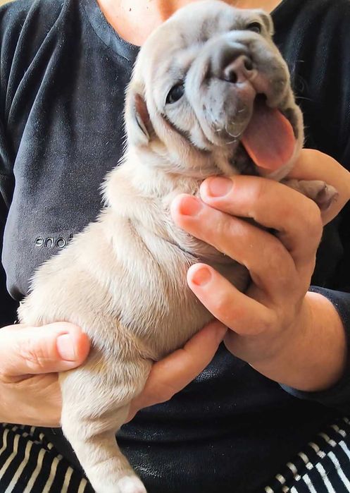 Чудо девочка французский бульдог