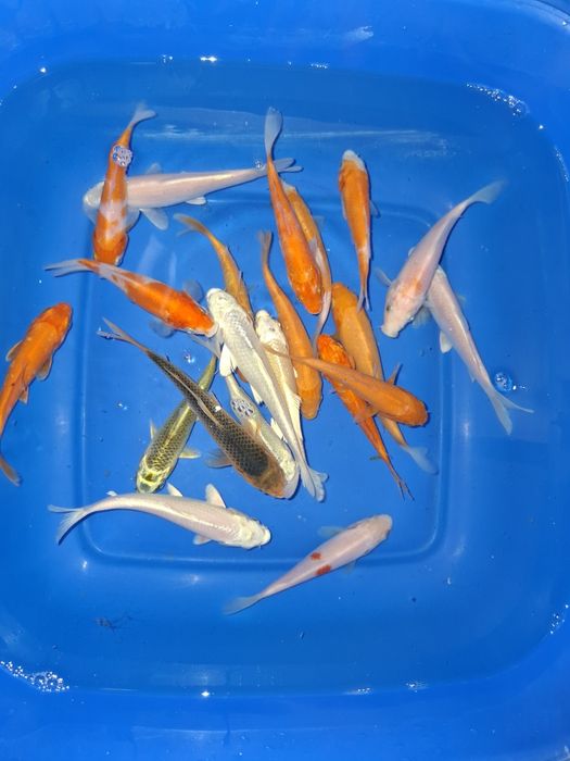 Карп кои и комета . Рыба для декоративного пруда.