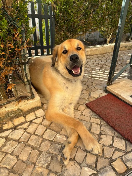 Sou cao jovem adulto grandao e lindo de morrer