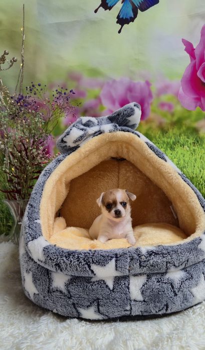 Śliczny chłopczyk chihuahua krótkowłosy