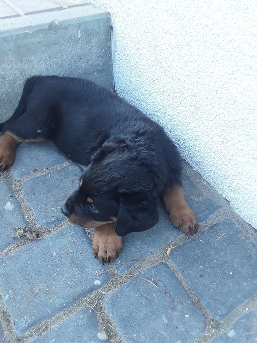 Rottweiler szczeniaki