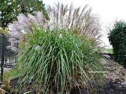 Miskant Chiński Grosse Fontain Cena 28 zl