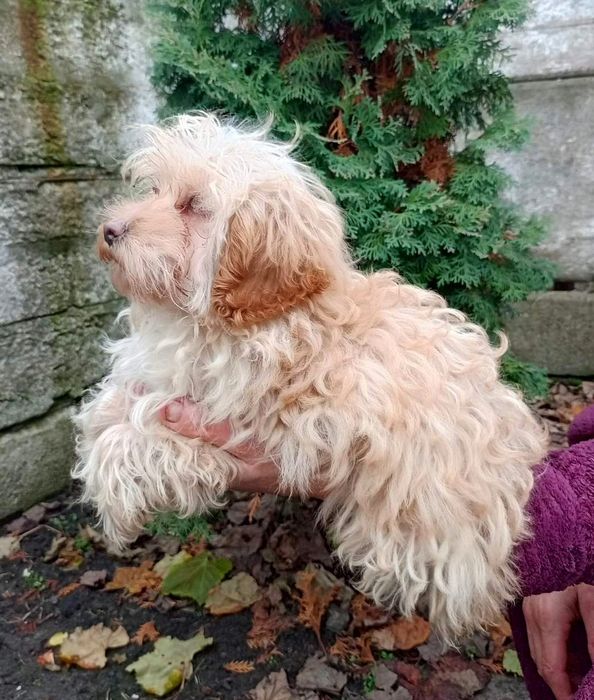 Пропонується Мальтіпу