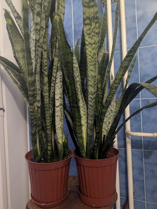 Квіти в горшках. Вазони від 100грн