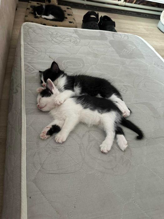 Маленькие котики ищут своих людей