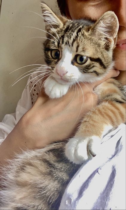 Кошенятко в добрі руки