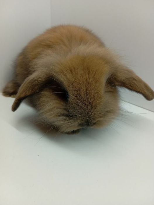 Króliczki  Minilop lwie karzełki sklep zoo Julianowska 7 b Łódź