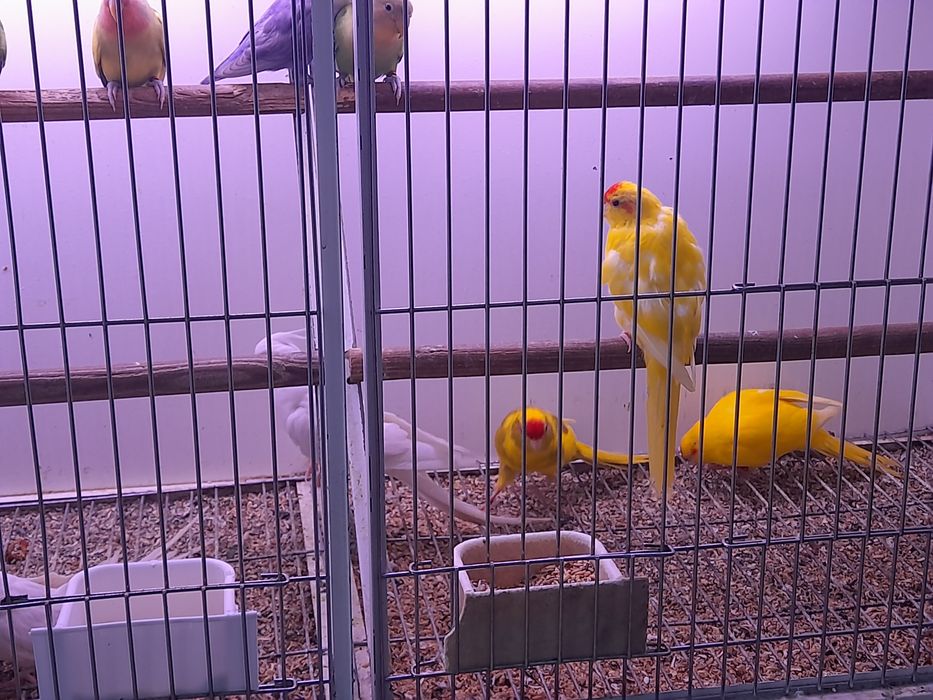 Kakarikis, caturras..