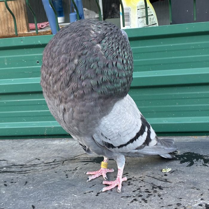 Pombos gaditanos em VNG