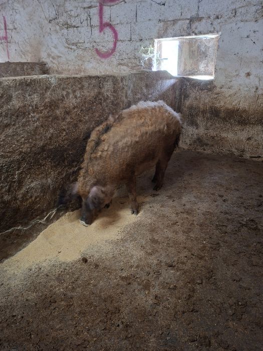 Porca mangalitsa pura