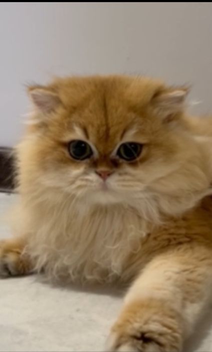 Длинношерстний кот котик  довгошерстний кошенята котята кошка