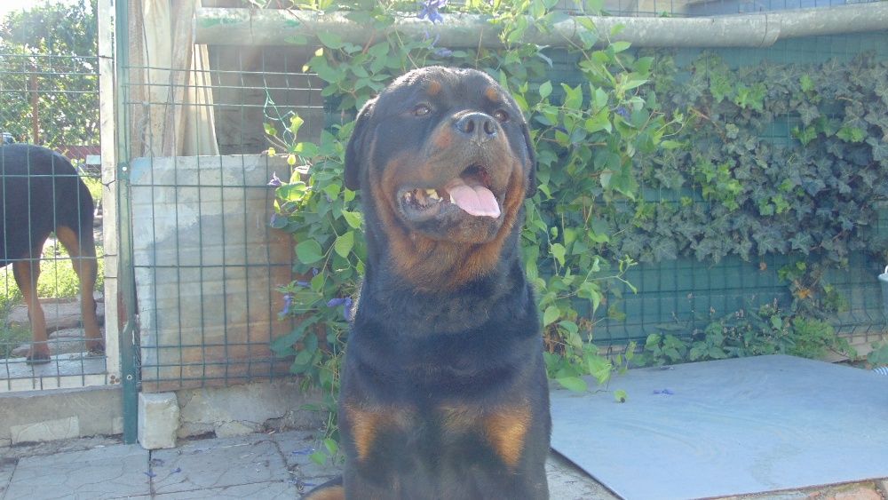 Ротвейлер вязка 4000 грн