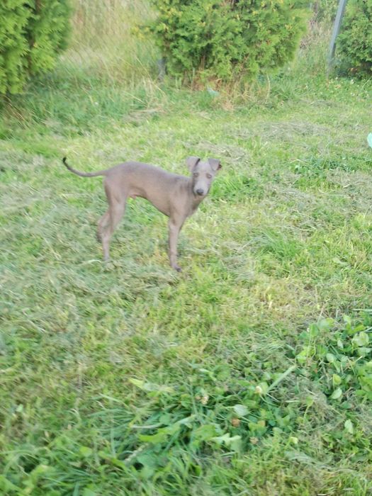 Chart Angielski Whippet