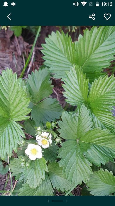 Poziomki 20 sadzonek