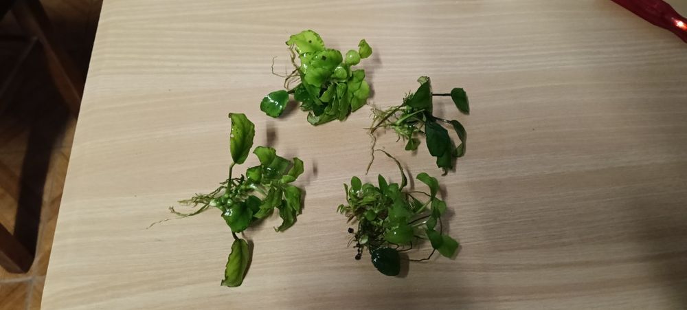 Anubias vários pés