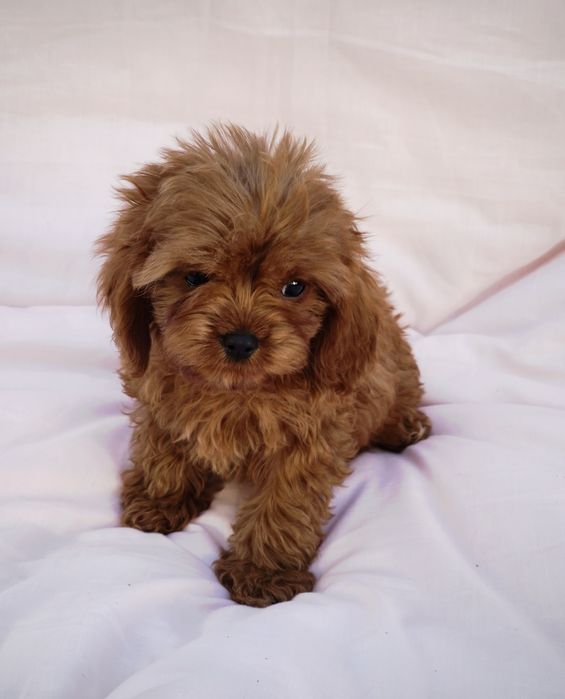 Cavapoo mini pudel toy