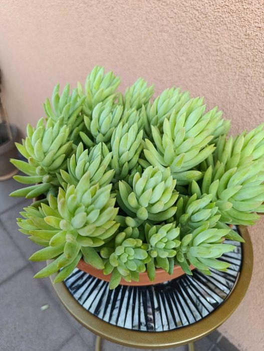 Rozchodnik Morgana - Sedum morganianum