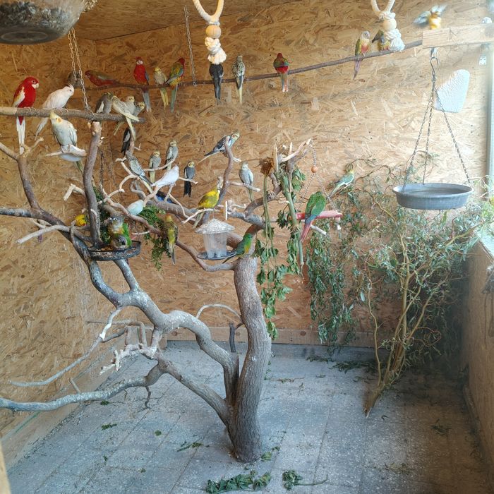 Sprzedam papugi,papużki nimfy urodzone 2025