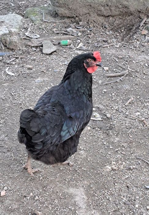 Ovos galados de jersey gigante azul, jersey gigante negra e leghorn