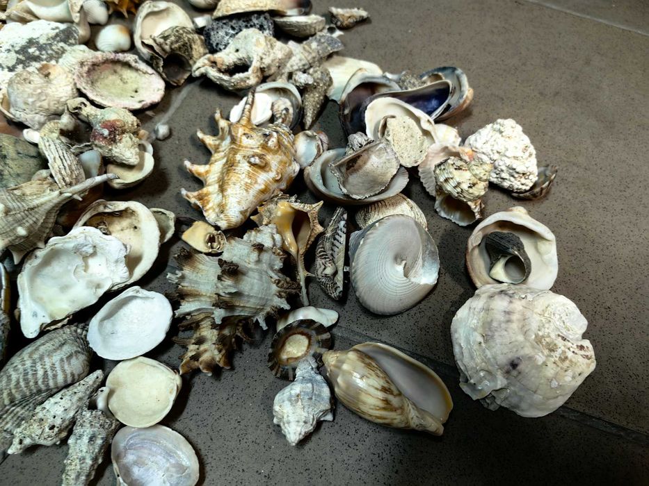Muszle muszelki kamienie do akwarium - ponad 1 kg