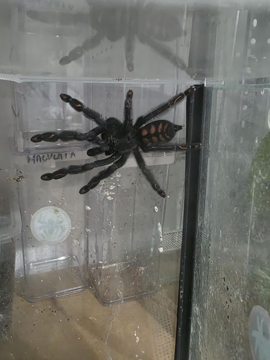 Psalmopeus Irminia samica 4 dc