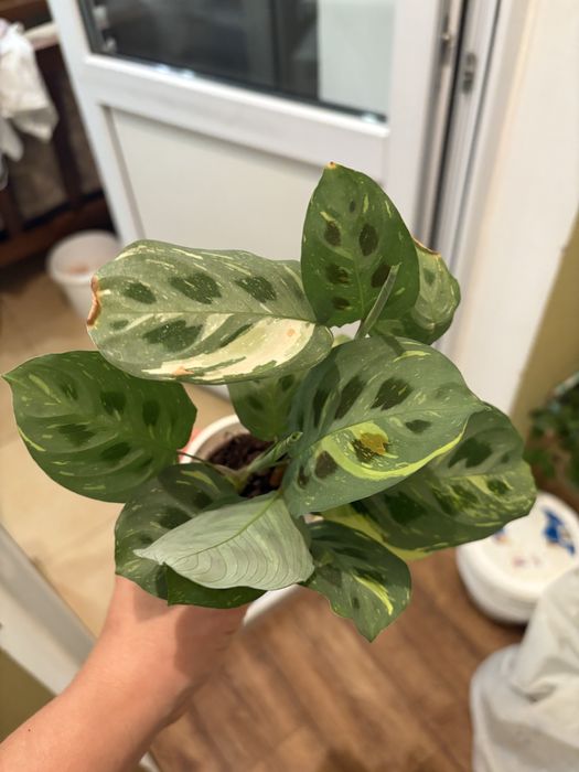 Маранта Fanscinator, Lemon Lime, Бьюті кім